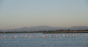 saline di cervia
