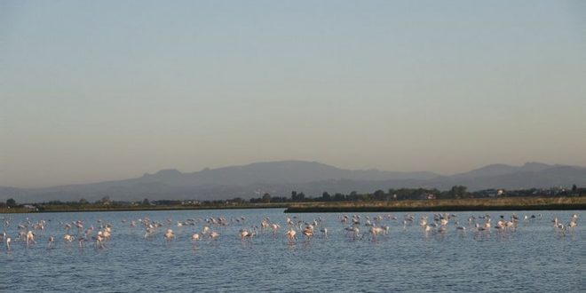 saline di cervia